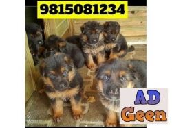 German Shepherd Puppies Available For sale in Phagwara. CALL9815081234